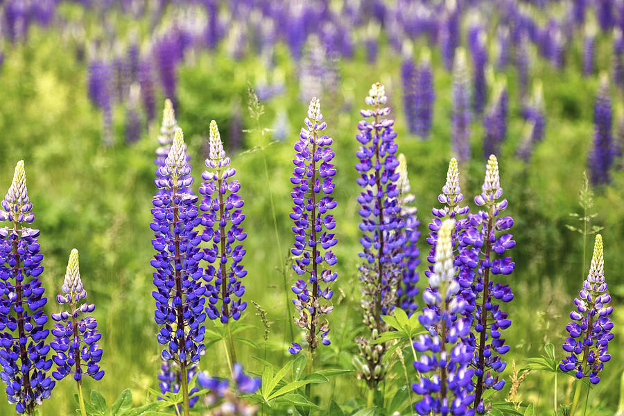 Interstate Lupines Photograph by Tom Singleton