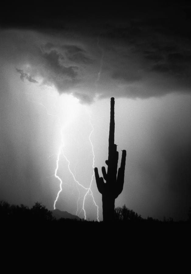 Landscape Photograph - Intertwine Lightning Bolts and Saguaro BW by James BO Insogna