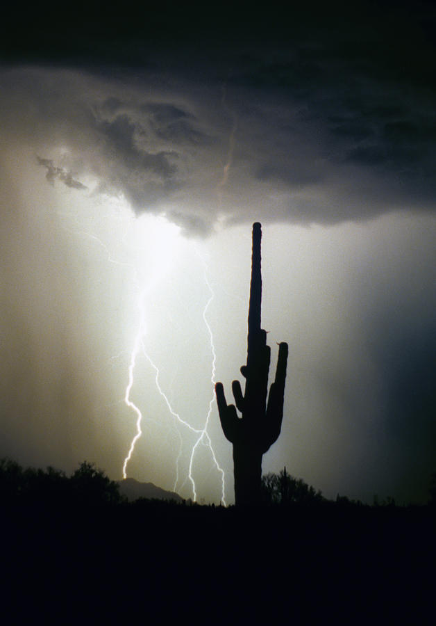 Intertwine Lightning Bolts and Saguaro Photograph by James BO Insogna