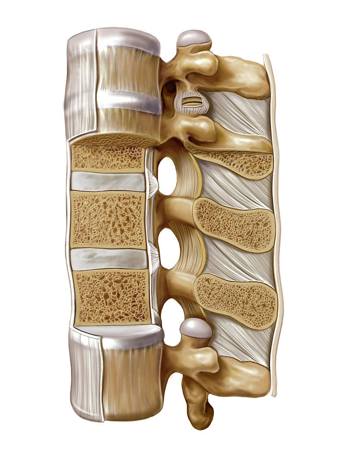 Intervertebral Joints Photograph By Asklepios Medical Atlas Pixels 9812