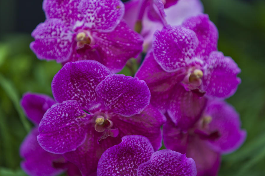 Interwoven Orchid Photograph by Maj Seda