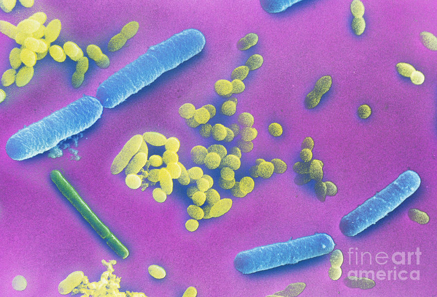 Scanning Electron Micrograph Photograph - Intestinal Bacteria by David M. Phillips