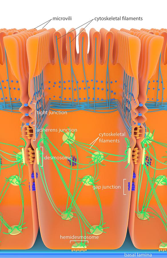 Intestinal Cell Junctions Photograph by Science Photo Library - Fine ...