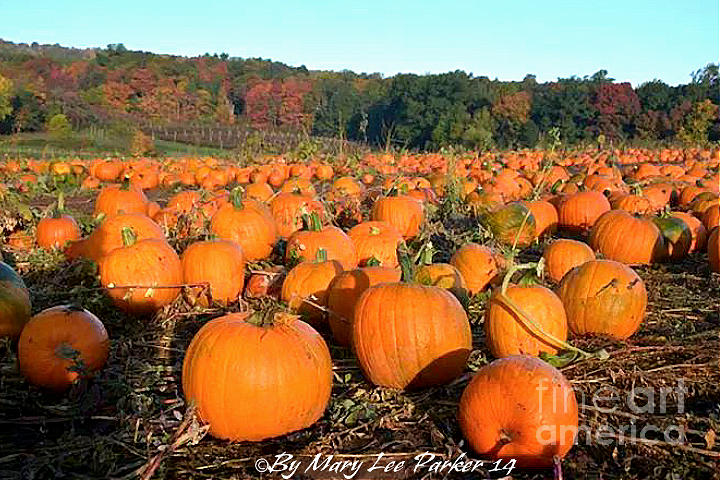 InThe Pumpkin Patch Photograph by MaryLee Parker