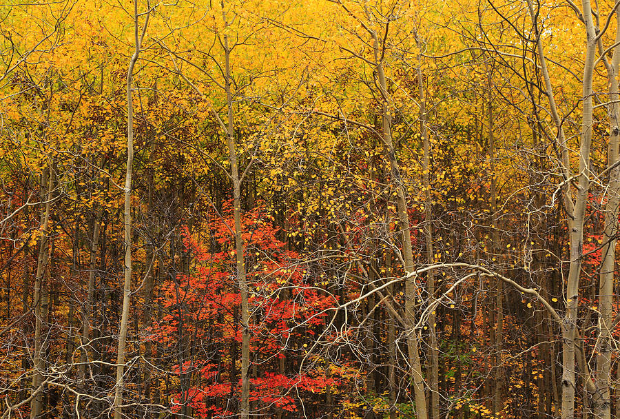 Intimate Autumn Delight Photograph by Rachel Cohen