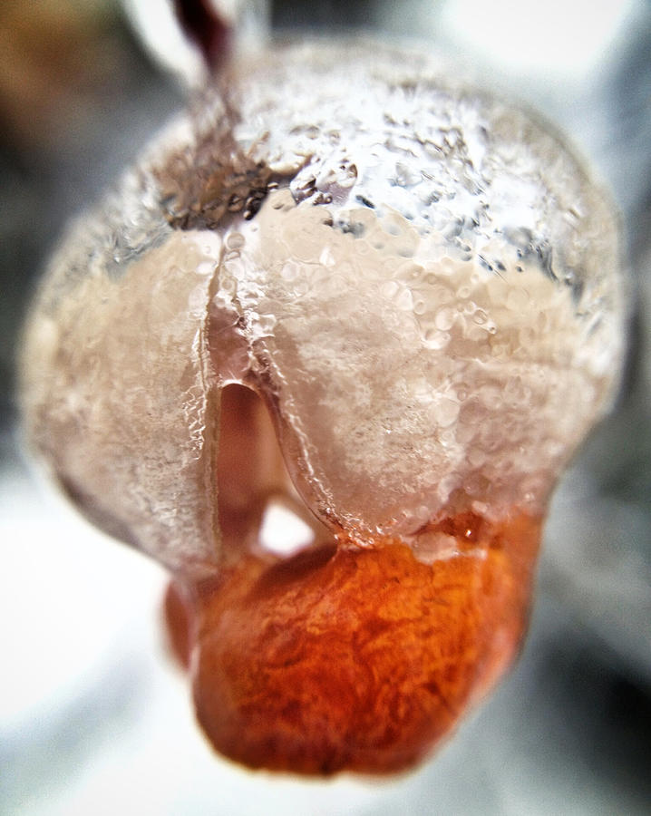 Nature Photograph - Intimate Ice Flower by Natasha Marco
