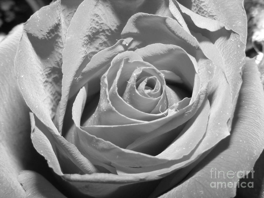 Black And White Photograph - Intimate by Melissa Lightner
