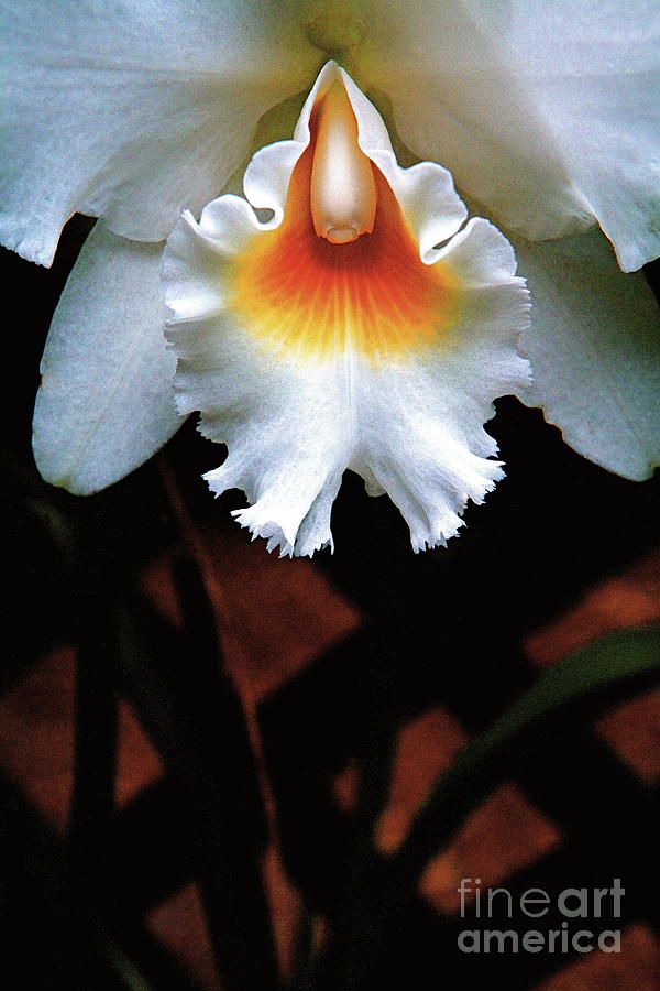 Intimate Orchid Photograph By Jimm Roberts Fine Art America