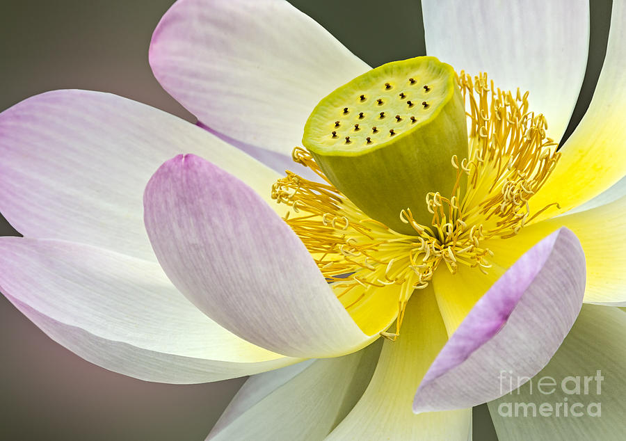 Flower Photograph - Intimate Sacred Lotus Bloom by Susan Candelario
