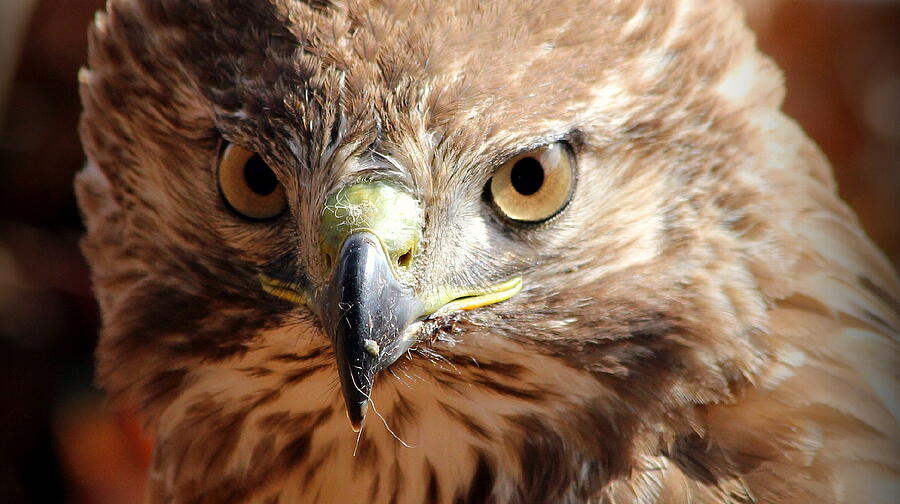 Intimidating Stare Red Shouldered Hawk Bird Of Prey Art Photograph by Reid Callaway