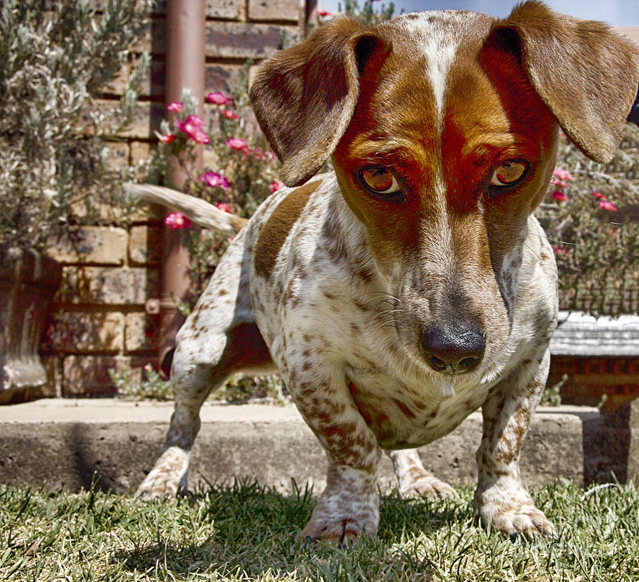 Dog Photograph - Intimidation V3 by Douglas Barnard