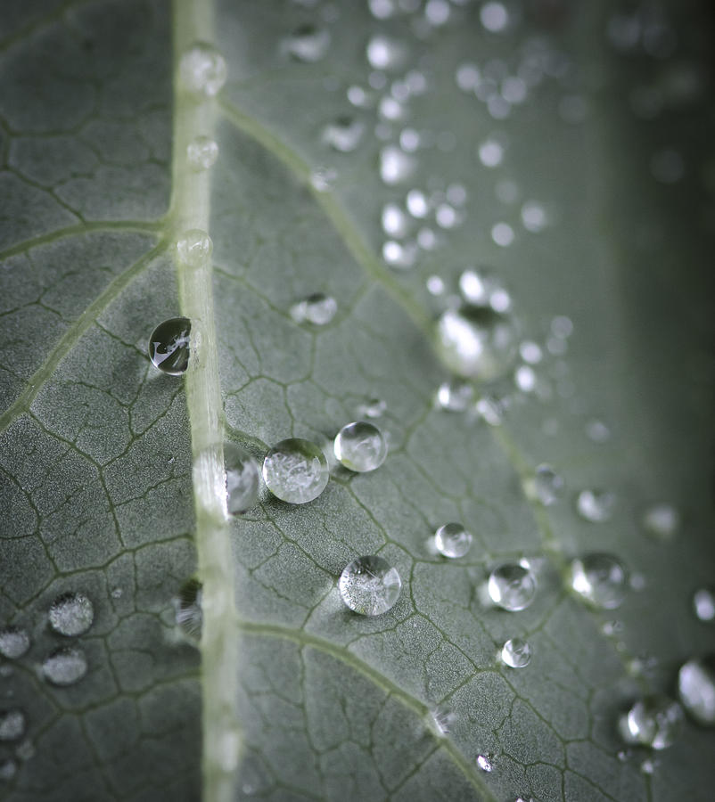 Drop Photograph - Into Every Life A Little Rain Must Fall by Sandra Parlow