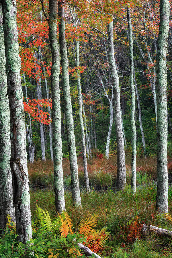 Tree Photograph - Into The Autumn Forest by Bill Wakeley