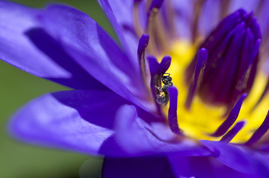 Insects Photograph - Into The Blue by Priya Ghose