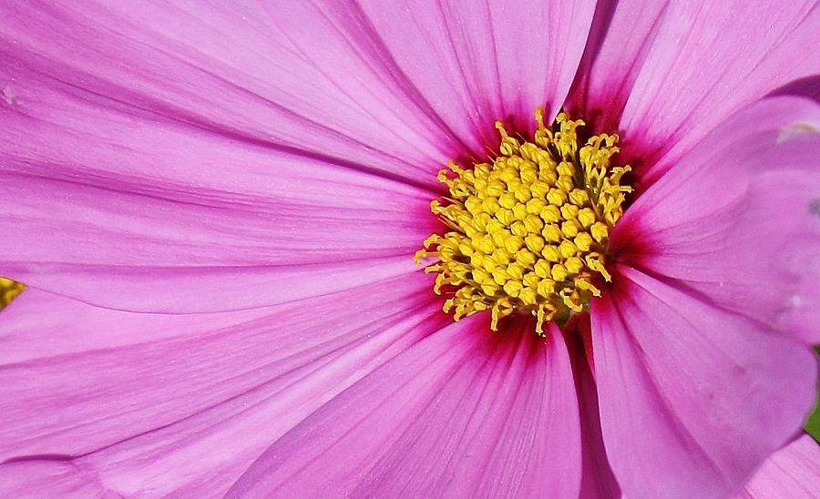 Nature Photograph - Into the Cosmo by Bruce Bley