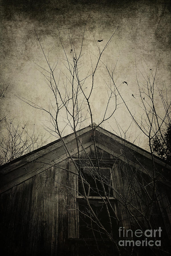 Tree Photograph - Into the Dark Past by Trish Mistric