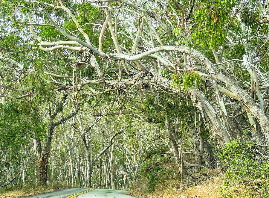 Into the Eucalyptus Canopy Photograph by L J Oakes