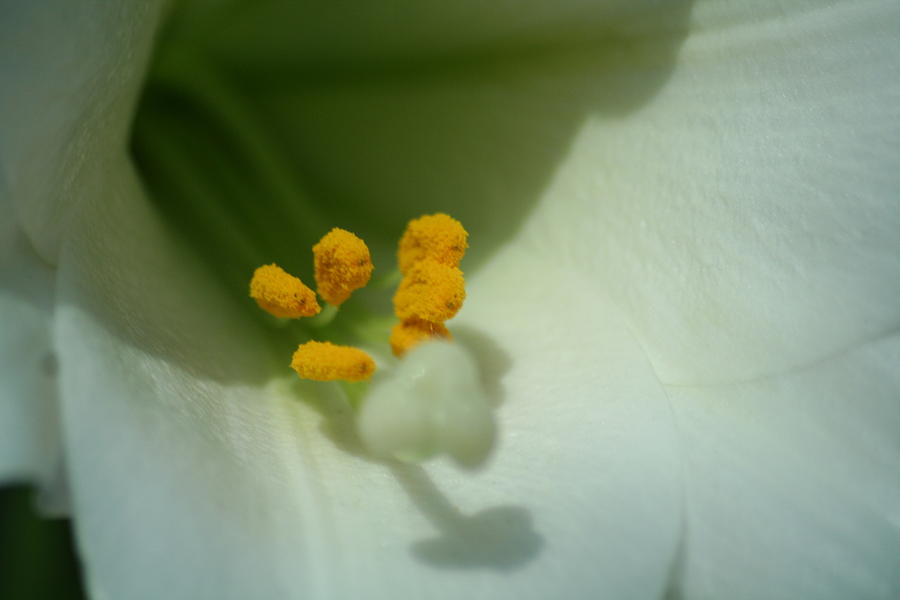 Flowers Still Life Photograph - Into The Eyes Of Easter by Tony Gustina