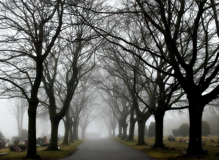 Tree Photograph - Into The Fog by Rebecca Frank