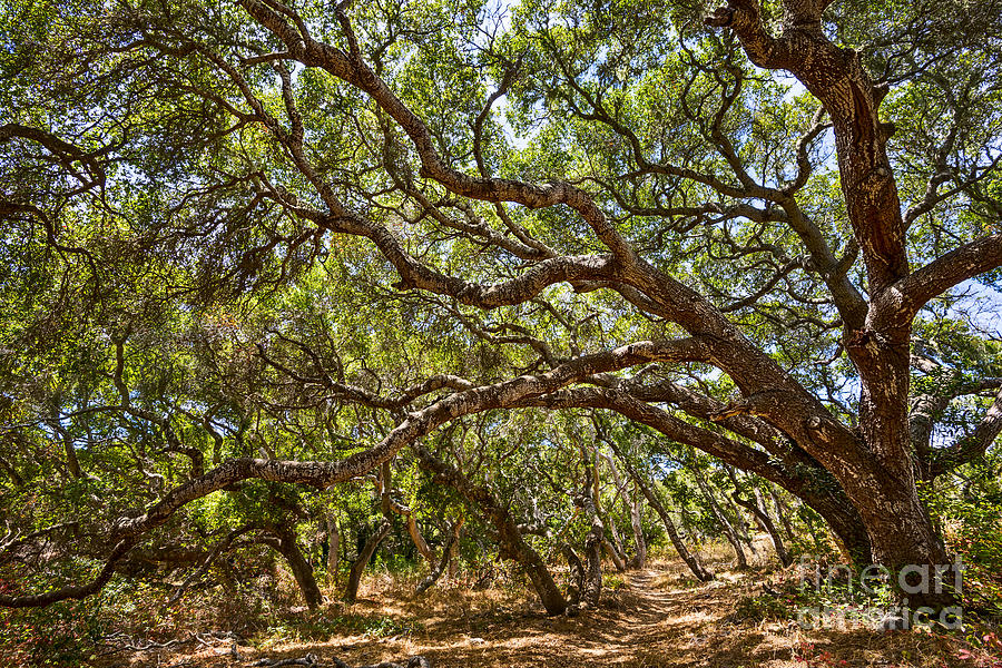 Tree Photograph - Into the Forest - the magical and mysterious trees of the Los Osos Oak Reserve. by Jamie Pham
