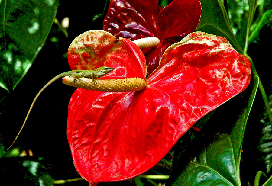 Anthurium Photograph - Into the Heart by Norman Johnson