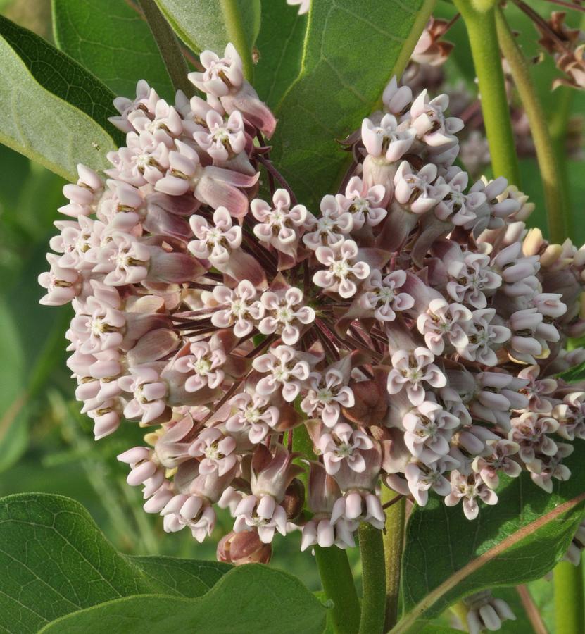 Flowers Still Life Photograph - Into the Heart of a Milkweed Flower by Valerie Kirkwood