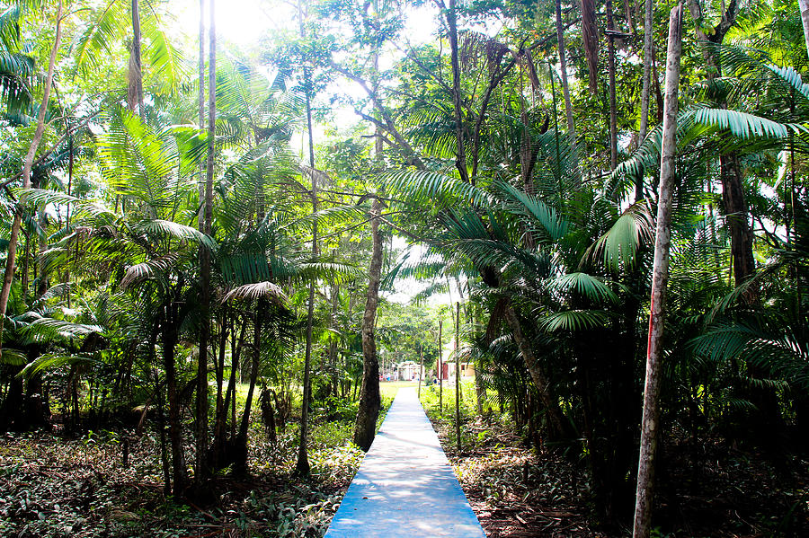 Into the Jungle Photograph by Alyssa Luzaich - Fine Art America