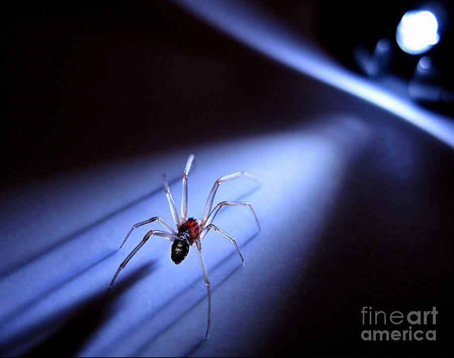Spider Photograph - Into the Light by Jennie Breeze