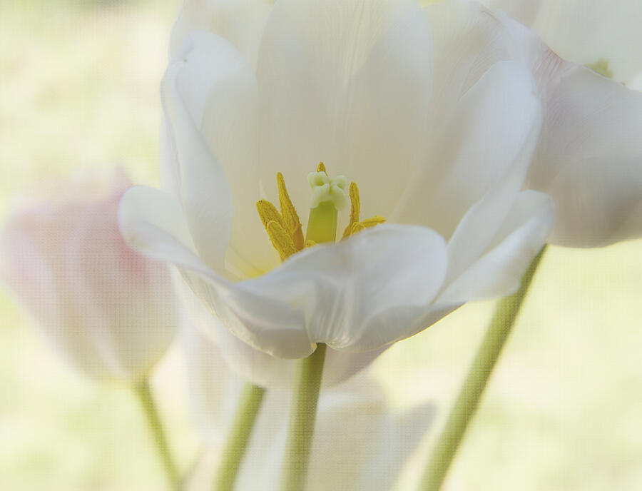 Tulip Photograph - Into the Light by Kim Hojnacki