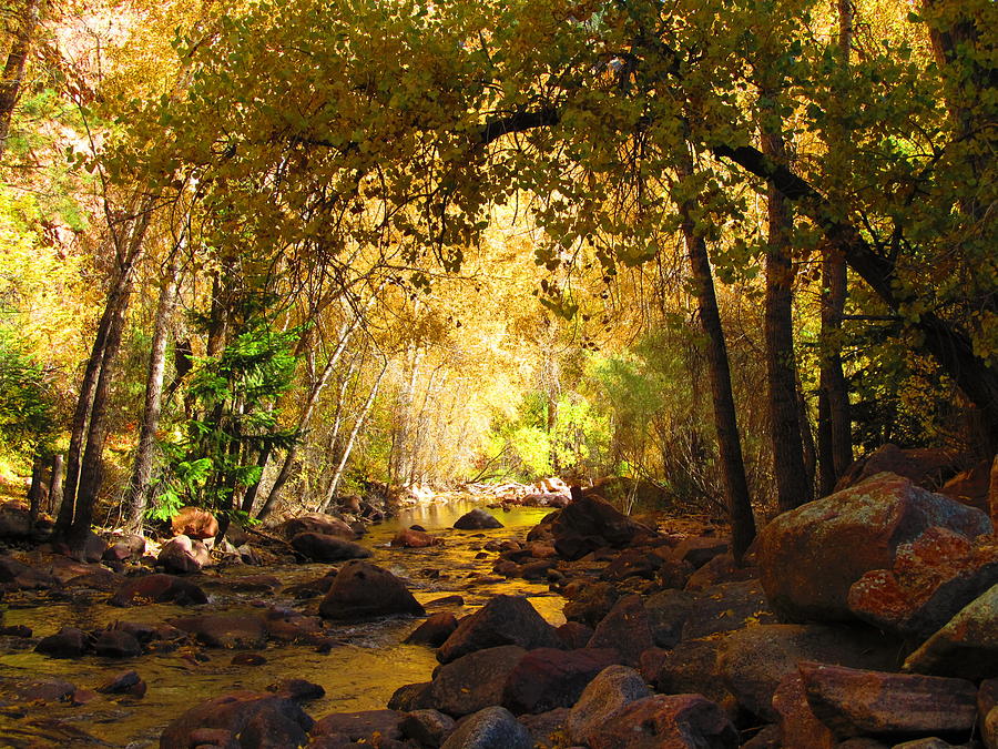 Into the Light Photograph by Scott Leckrone - Fine Art America