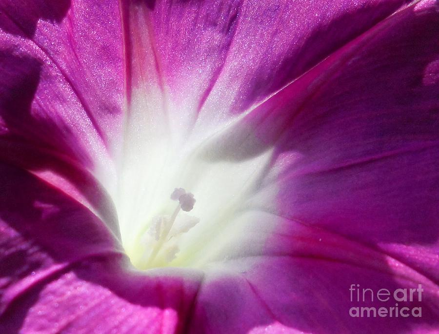 Flowers Still Life Photograph - Into the Light by Teresa A Lang