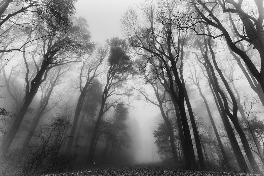 Into the Mist Photograph by Alan Raasch