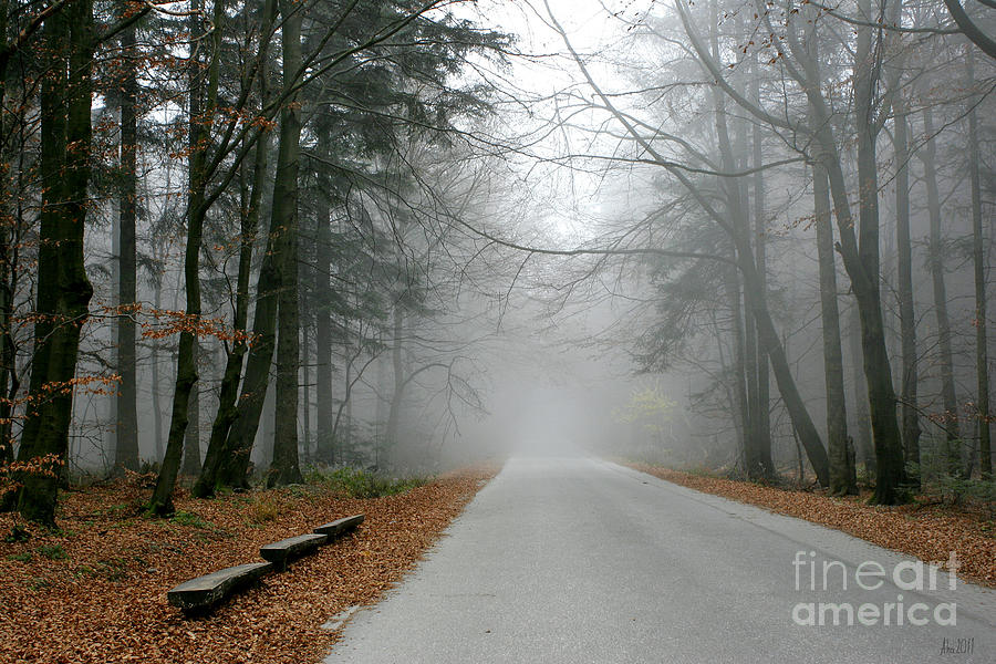 Nature Photograph - Into the mist by Joanna Cieslinska
