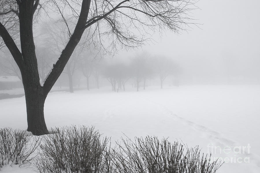 Into the Mist Photograph by Patty Colabuono