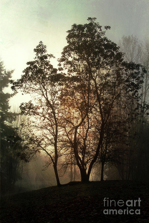 Tree Photograph - Into the Mist by Sylvia Cook