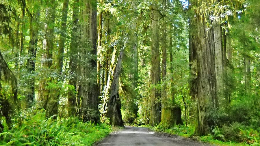 Into The Redwoods Photograph by Marilyn Diaz