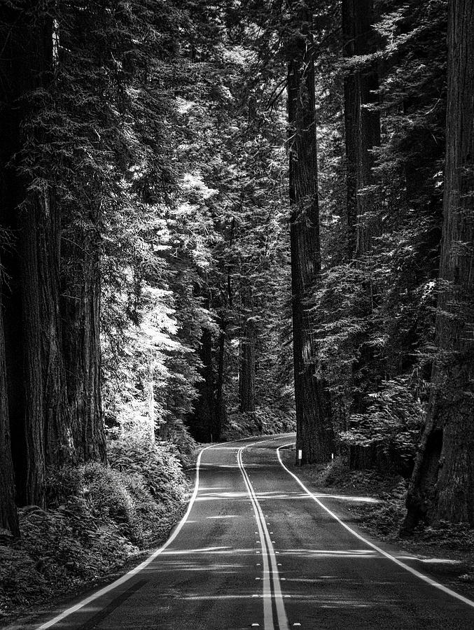 Into the Redwoods Photograph by Mark David Gerson