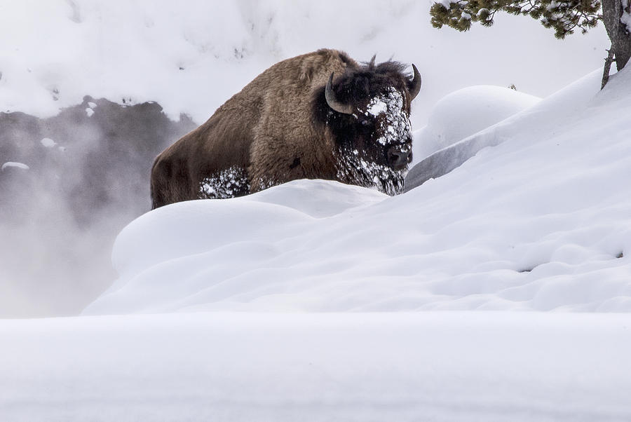 Yellowstone National Park Photograph - Into the snow by Richard Verkuyl