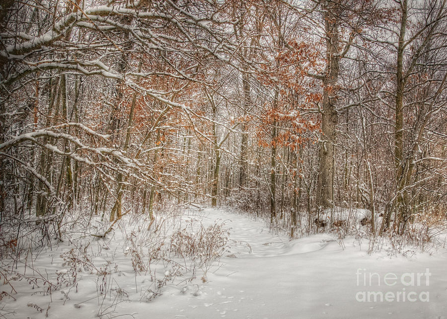 Into the Snowy Woods Photograph by Pamela Baker