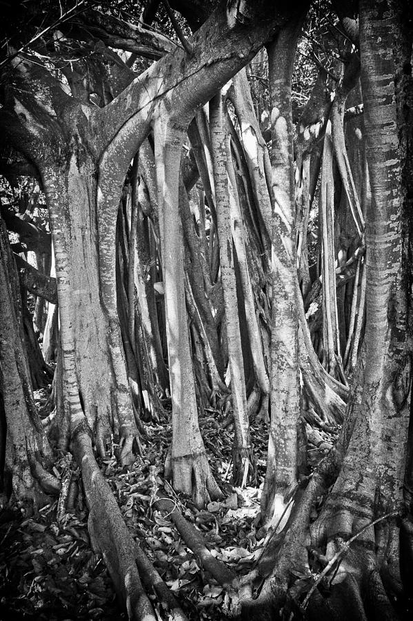 Tree Photograph - Into The Spirit Tree by Patrick Lynch