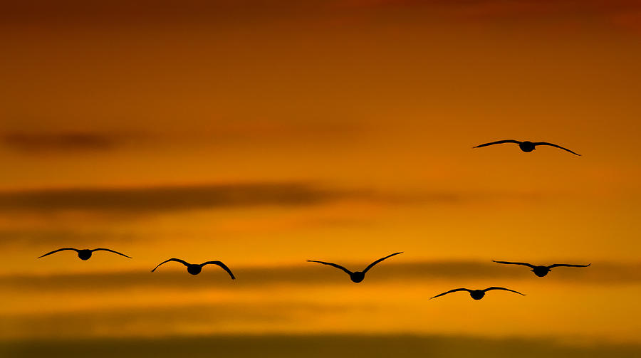Bird Photograph - Into the Sunset by Bill Wakeley