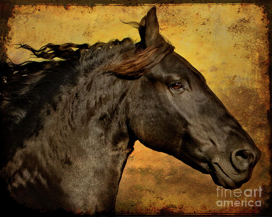 Horse Photograph - Into the Sunset by Jean Hildebrant