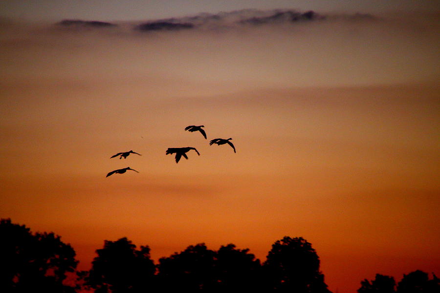 Into the sunset the geese fly Photograph by Valerie Stein - Fine Art ...