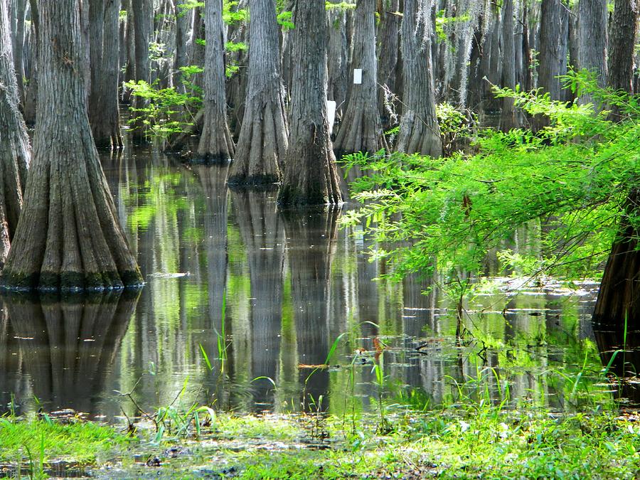 Into The Swamp Photograph by Ester McGuire