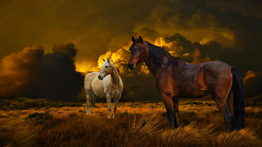 Horse Photograph - Into The Wild - Two by Davandra Cribbie