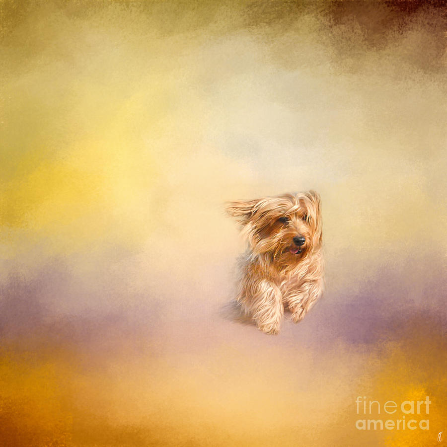 Dog Photograph - Into The Wind by Jai Johnson