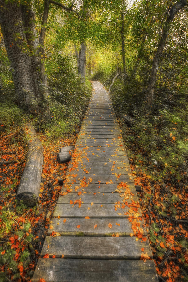 Into the Woods - Retzer Nature Center - Waukesha Wisconsin Photograph by Jennifer Rondinelli Reilly - Fine Art Photography