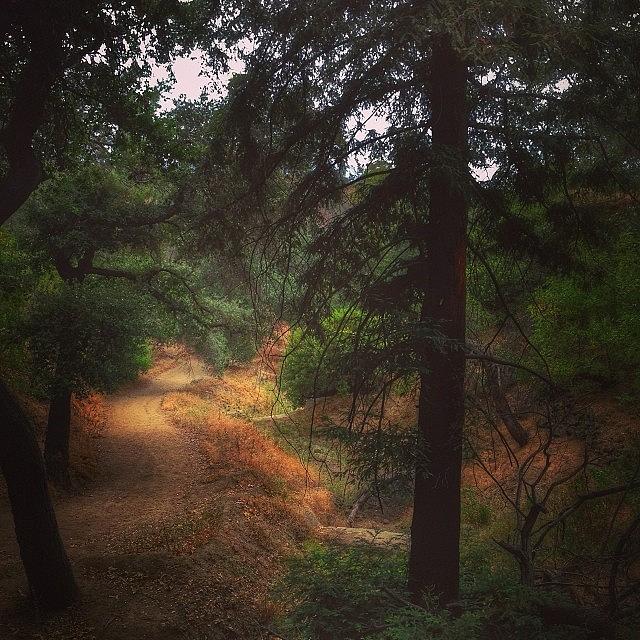 Into The Woods At Griffith Park --- Photograph by Mark David Gerson