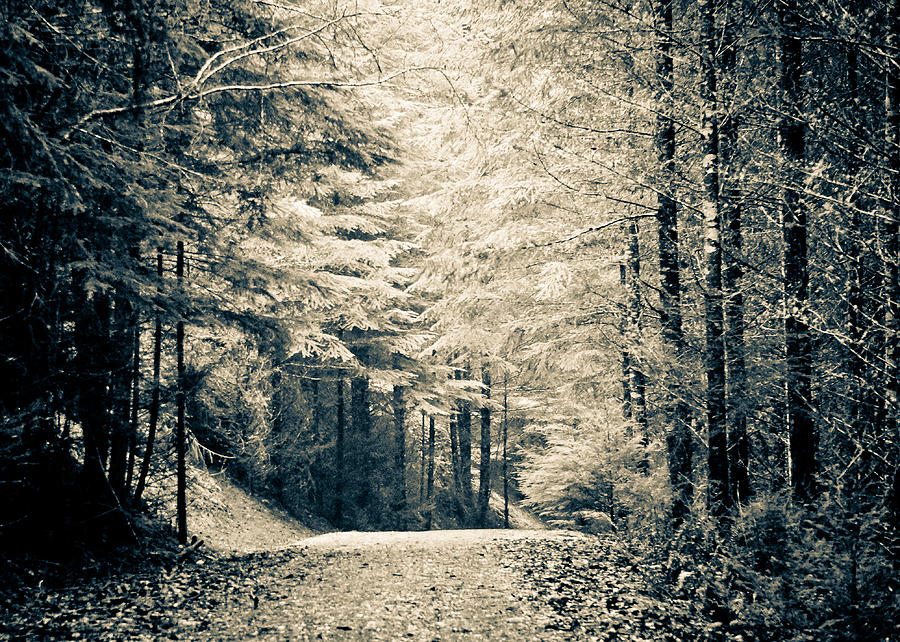 Into the Woods II Photograph by Ronda Broatch
