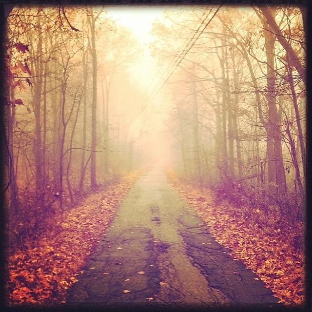 Hipstamatic Photograph - Into Woods #hipstamatic by Mary Ann Reilly